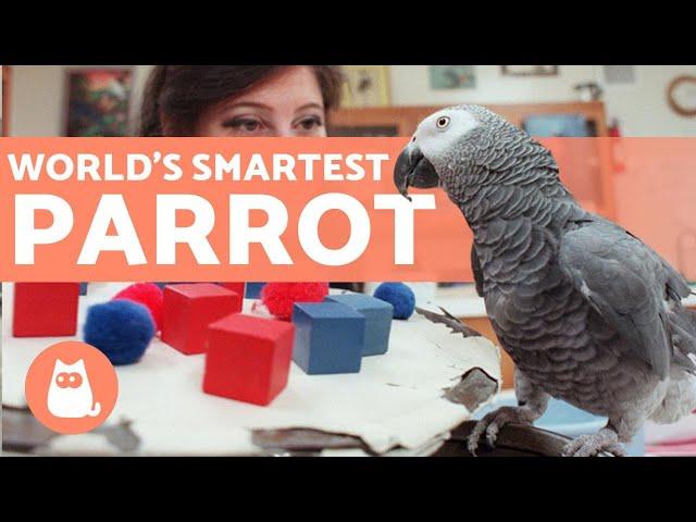 The SMARTEST PARROT in the WORLD  (Alex the African Gray)