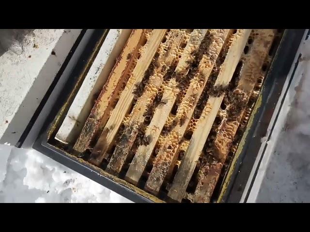 Зимовалые пчелосемьи и отводки