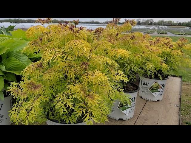 Sambucus Lemony Lace® (Elderberry)//OUTSTANDING NATIVE hybrid with bright showy foliage!