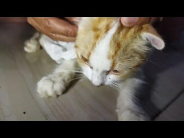 MENGOBATI KUCING YANG SAKIT TELINGA KARENA TUNGAU