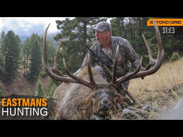 Giant Montana Bull Elk - 374" B&C (Hunting)