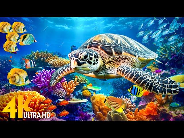 [NEW] 11HR Stunning 4K Underwater Footage - Rare & Colorful Sea Life Video-Relaxing Sleep Music #150