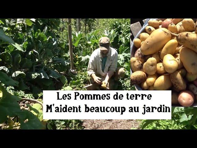 Réussir son Potager grâce aux Pommes de terre !