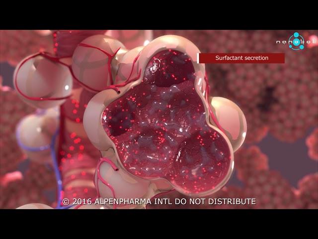 Pulmonary surfactant secretion - 3D medical animation