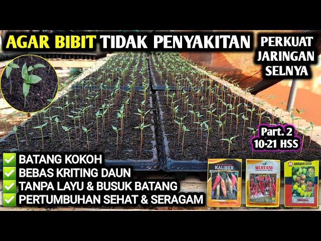  AGAR BIBIT TIDAK PENYAKITAN PERKUAT JARINGAN SELNYA | PERAWATAN SEMAI PART 2. #petanicabesubang