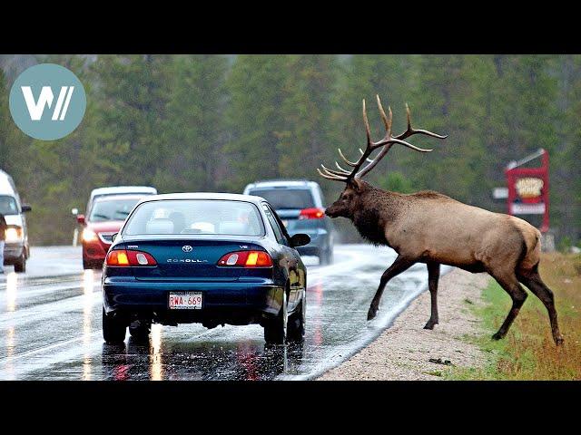 Highway durch die Rocky Mountains - Herbst | Tiere vor der Kamera (2011) | Folge 47/54