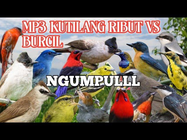 MP3 Suara  Pikat Kutilang  Ribut kombinasi vs Burcil  Paling Ganas