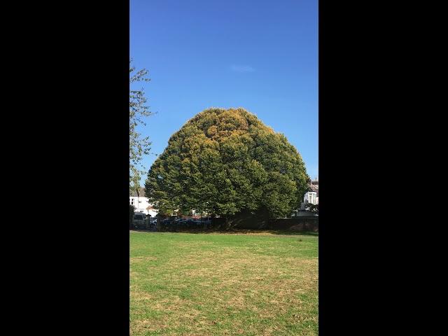 Hornbeam (Carpinus betulus) - tree - October 2018