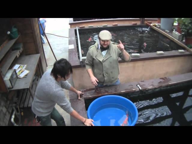 How to handle and net your koi