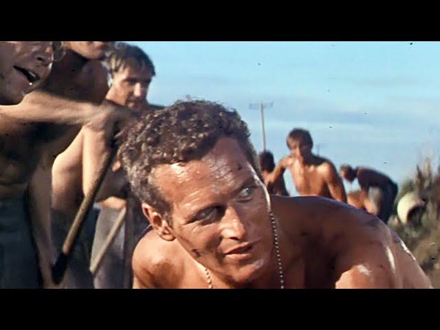 Cool Hand Luke (1967) ORIGINAL TRAILER