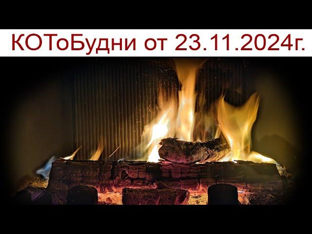 КОТоКлизмы погоды, подготовка к Новому Году начинается или КОТоБудни от 23.11.2024г.