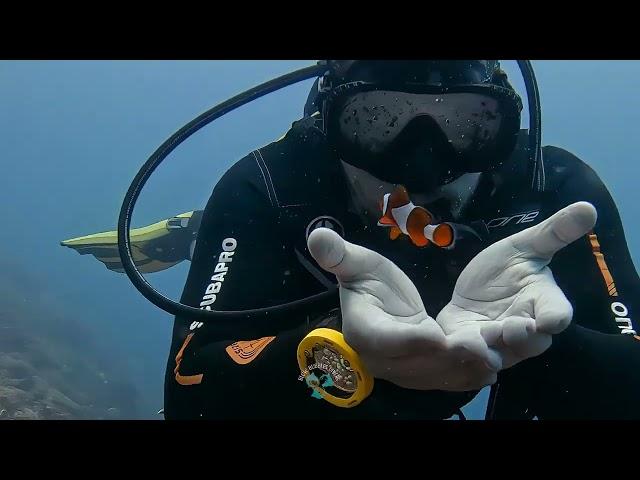 Healty Soft Coral Reefs with lots of Nemos and Turtles in Secret Gilis / South Gilis Sekotong Lombok