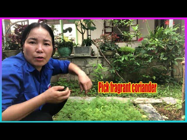 Vlog Daily : Pick fragrant coriander