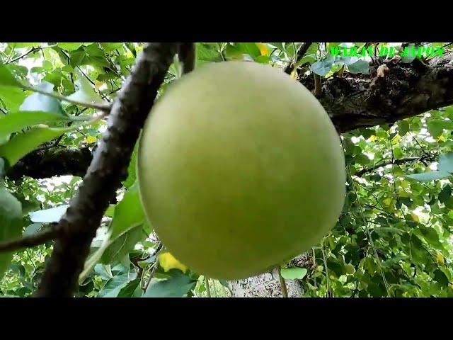 apple picking ushiku (ibaraki japan)