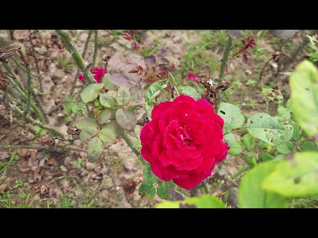 Rose Garden || Rose Garden Chandigarh || Rose Tour