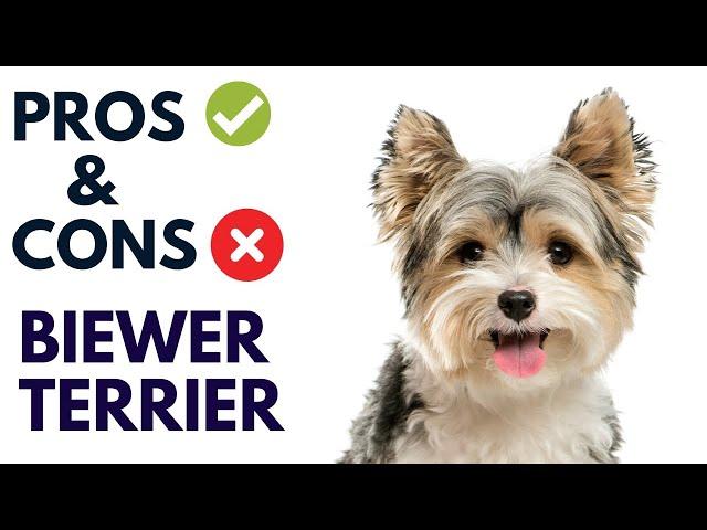 Biewer Terrier Breed Pros and Cons | Biewer Terrier Advantages and Disadvantages  #AnimalPlatoon