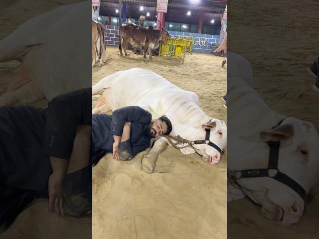 ️#syedfahad