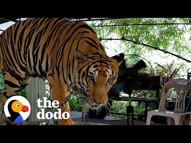 Tiger Chained Up Her Whole Life Takes Her First Free Steps | The Dodo