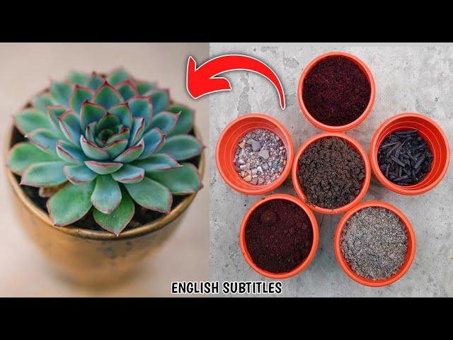 Best Homemade Succulent Soil Mix Recipe (IN HINDI) How To Make Cactus And Succulent Potting Mix Easy