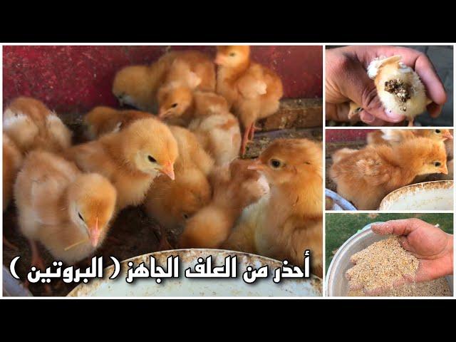 تغذية أفراخ الدجاج اول أيام التربية