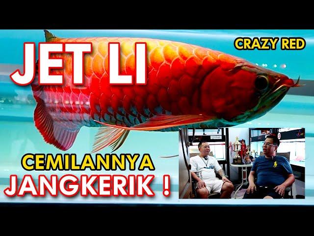 CRAZY RED !  JET LI cemilannya JANGKERIK !!  Koleksi 64 pcs arowana super red !