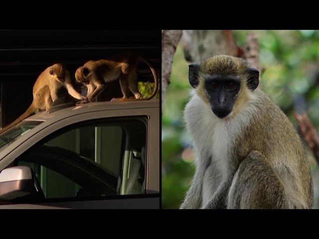 These Monkeys Call a Florida Airport Home