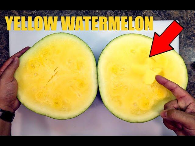 This is what a yellow watermelon tastes like! | Patilla sandia amarilla |