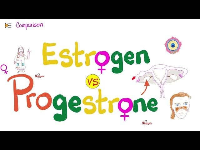 Estrogen & Progesterone | Source, Metabolism, Structure & Function