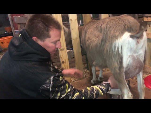 Milking Our Toggenburg