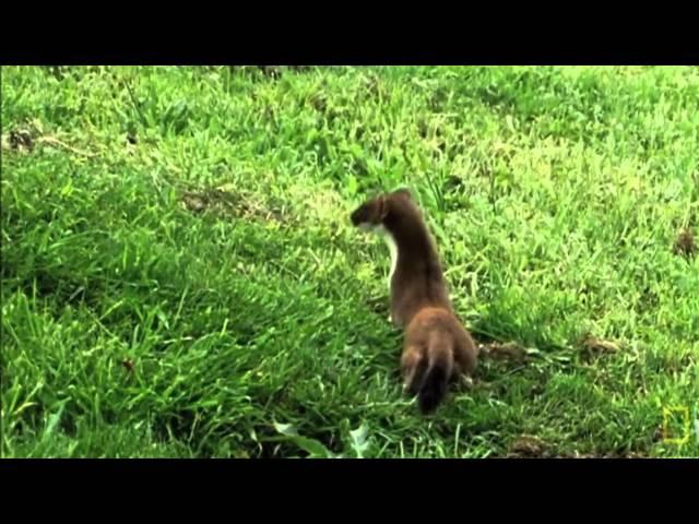 Weasel War Dance