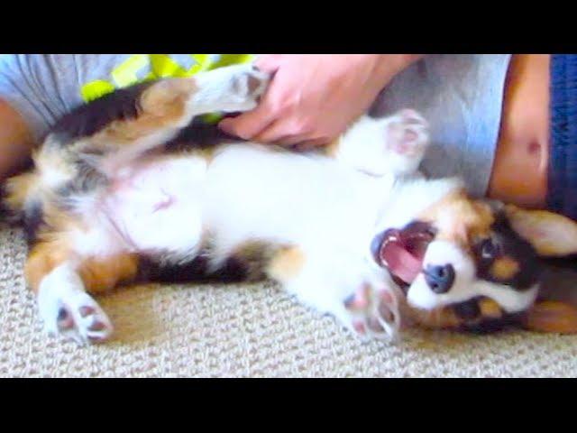 FUNNIEST CORGI PUPPY - Mysterious Moving Bed