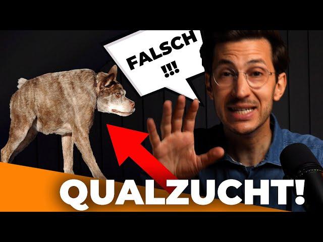 Welcher Hund ist keine Qualzucht? Ihr liegt falsch!