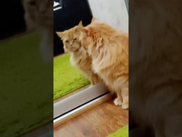 мой котик ( пучебрюхий гриводуй)