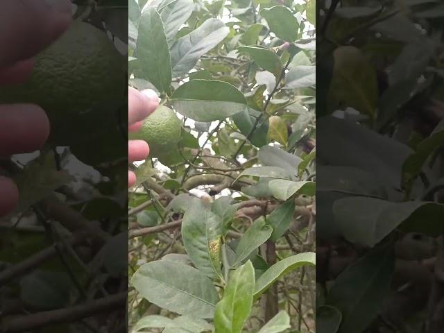 Fresh and Juicy Lemon: A Burst of Zest 