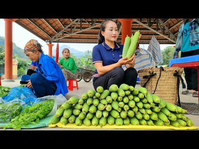 Harvesting Melon Fruit Garden Goes to the market sell - Gardening | Ly Thi Tam