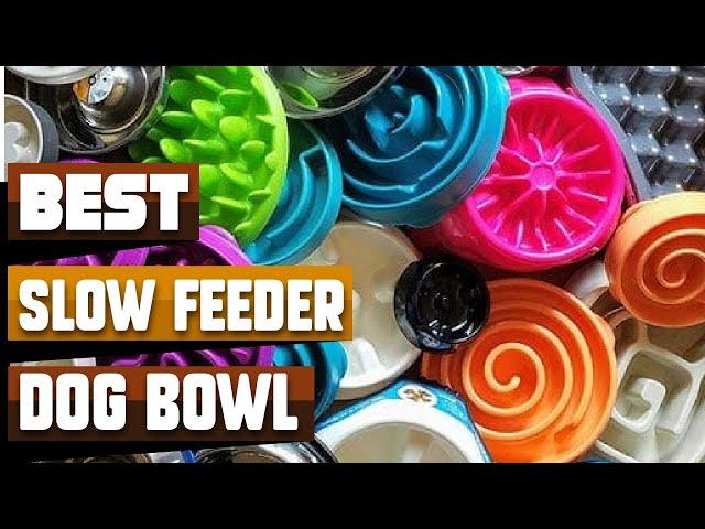 Best Slow Feeder Dog Bowl In 2024 - Top 10 Slow Feeder Dog Bowls Review