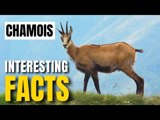 Exploring the Fascinating Facts About Chamois | Interesting Facts | The Beast World