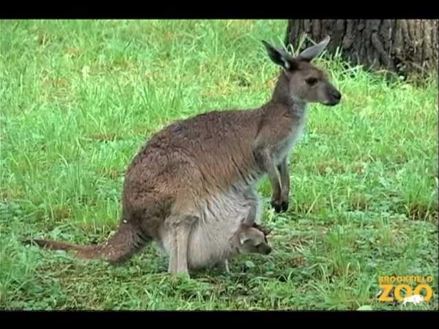 Kangaroo Kids (Joeys) at Brookfield Zoo