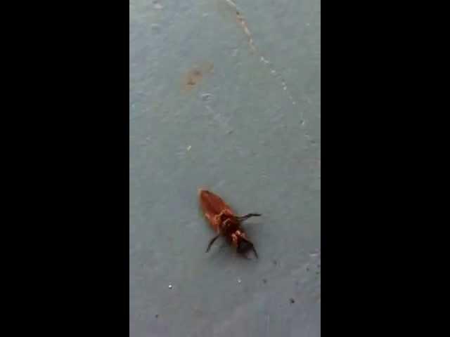 Weird critter