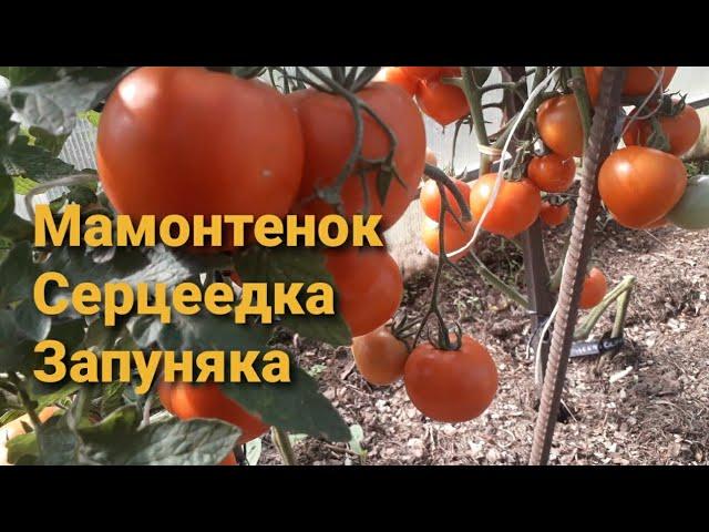 Мамонтенек VS Серцеедка. Запуняка. Обзор томатов от Семян Алтая