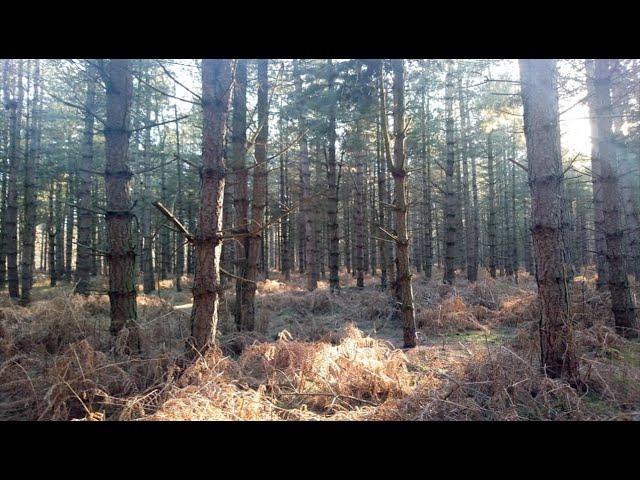 Wild Camping in a Suffolk Forest.