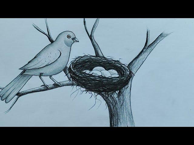 How to draw bird nest with Bird//Easy bird nest drawing for beginner