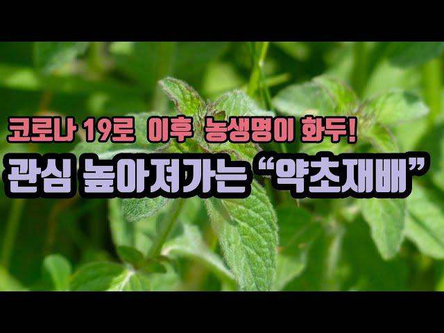 중장년, 시니어층의 창업아이템 및 일자리의 블루오션 영역으로 성장하는 약초재배입니다