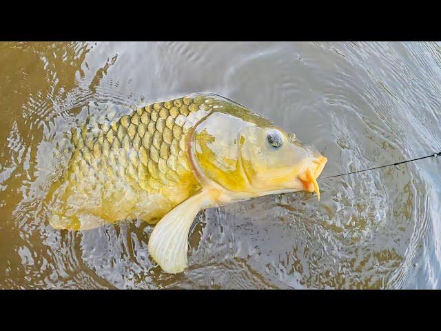 Carp Fishing Made Easy | How To Catch Tons Of Carp