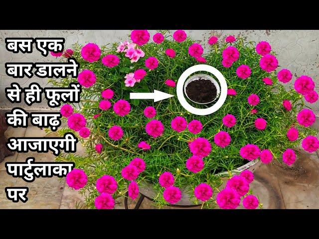 Best fertilizer for portulaca||Fertilizer for Moss rose||Best organic fertilizer for portulaca.