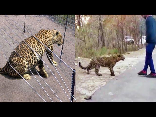 30 حيوان طلبوا المساعده من البشر | Part 3