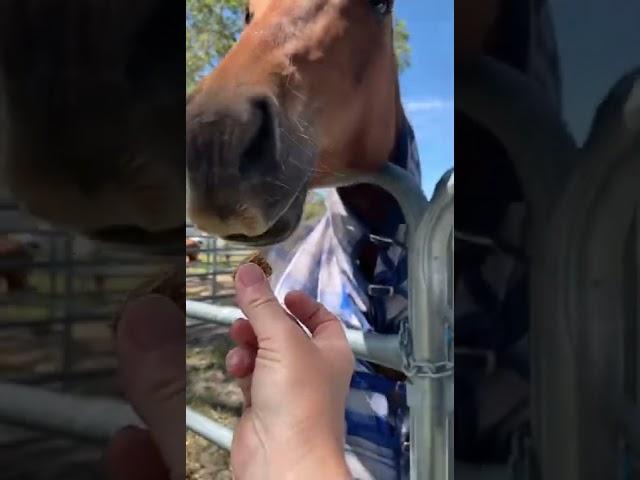 Do you like Alternate Touch Equine Tummy Treats? Yes… yes I believe you do ️