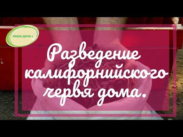 Разведение калифорнийских червей для получения биогумуса дома. Гусар Любовь