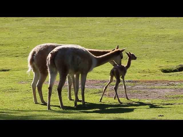 Baby vicuña takes first steps at Kolmården Zoo