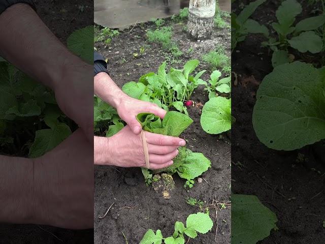 #shorts #lifehacks #дача#огород#урожай#капуста